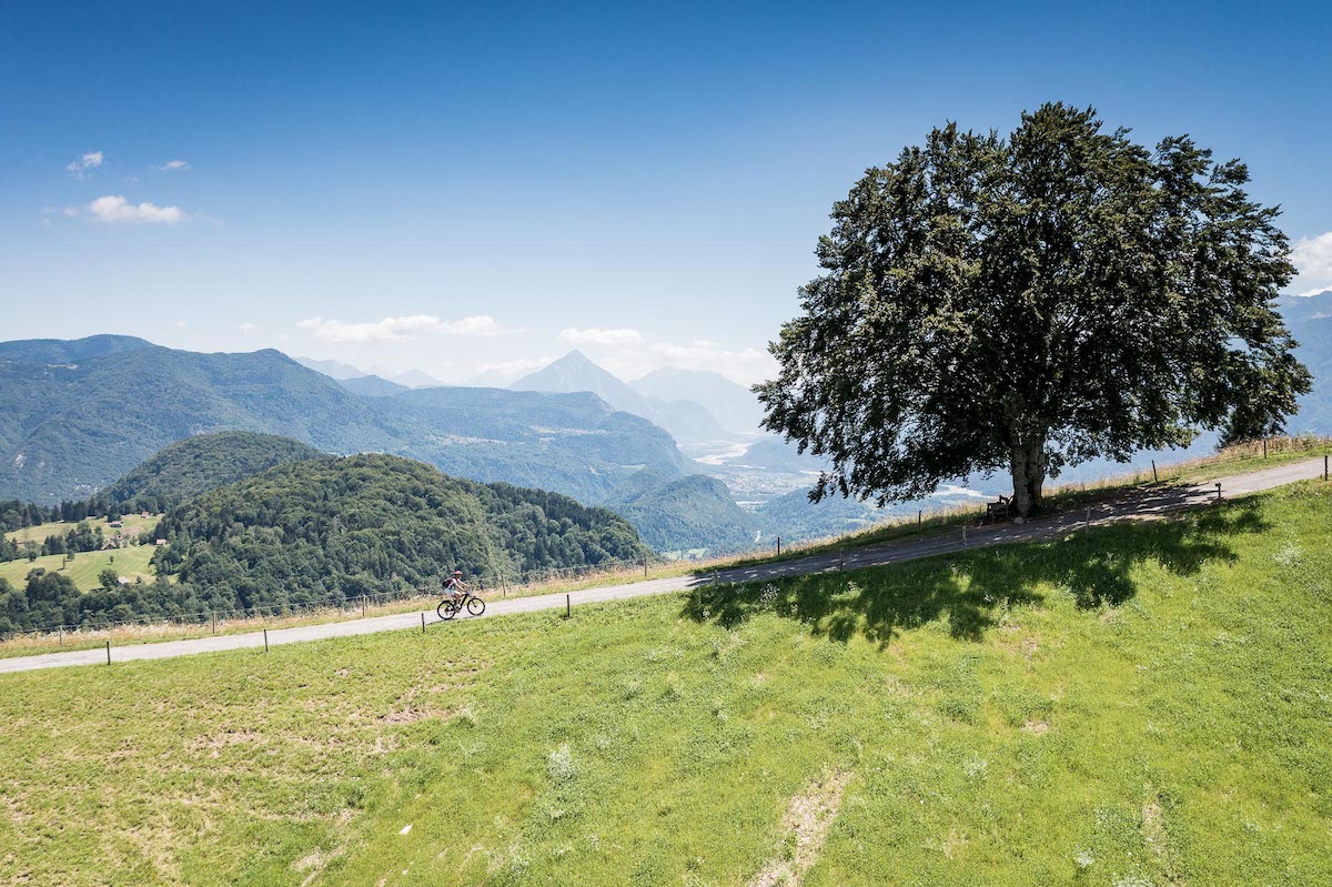 Il faggio solitario Il faggio solitario